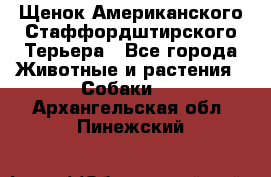 Щенок Американского Стаффордштирского Терьера - Все города Животные и растения » Собаки   . Архангельская обл.,Пинежский 